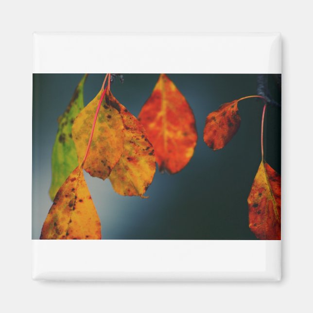 Imã Magneta quadrada (Frente)