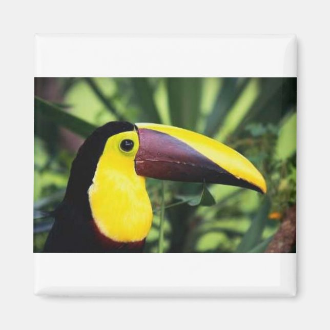 Imã Magneta quadrada (Frente)