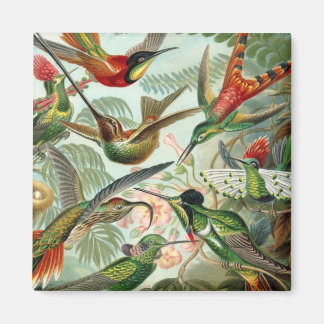 Imã Magneta Quadrada de Aves