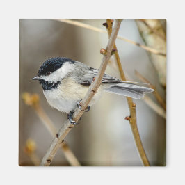 Imã Magneta Quadrada de Chickadee em Casca Preta