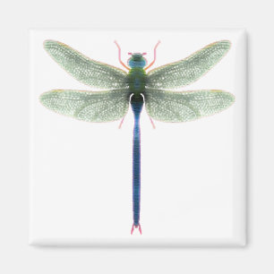 Imã Magneta Rainbow Dragonfly Square