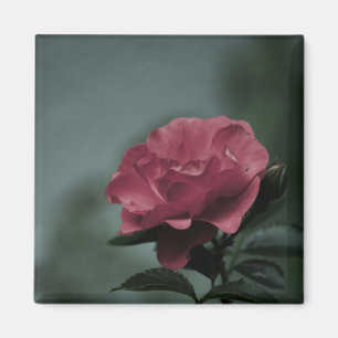 Imã Magneta Real Blush