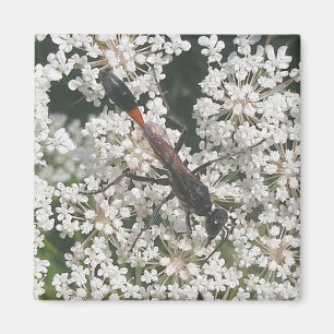 Imã Magneta Red & Black Wasp