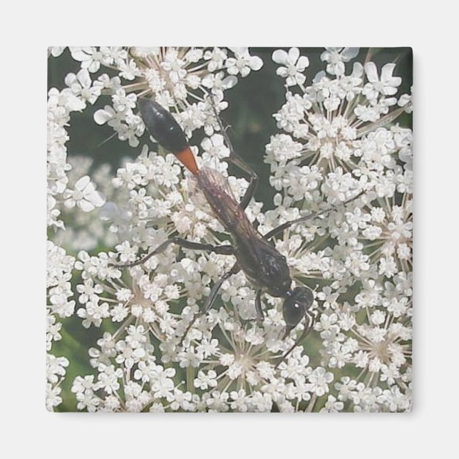 Imã Magneta Red & Black Wasp (Frente)