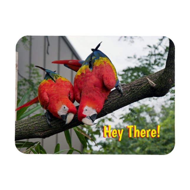 Ímã Magneta Red Macaws (Horizontal)