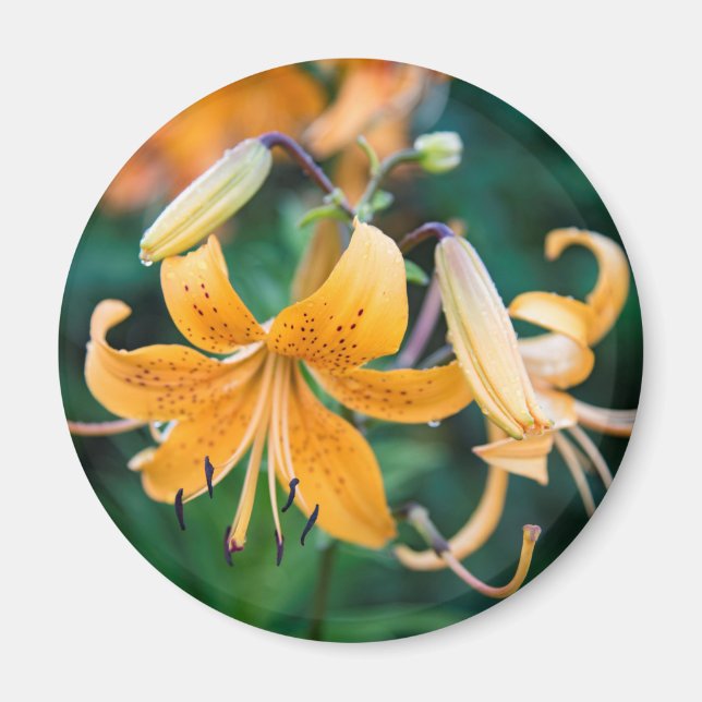 Imã Magneta redonda (Frente)