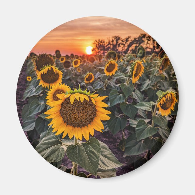 Imã Magneta redonda (Frente)