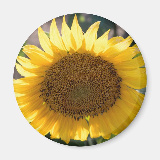 Imã Magneta redonda (Frente)