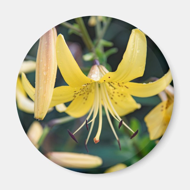 Imã Magneta redonda (Frente)