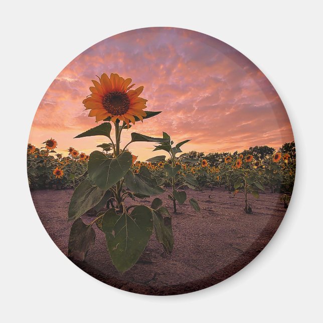 Imã Magneta redonda (Frente)