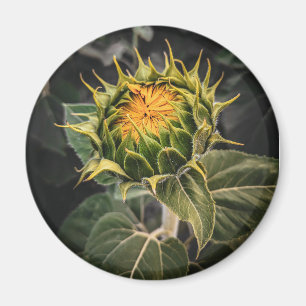 Imã Magneta redonda