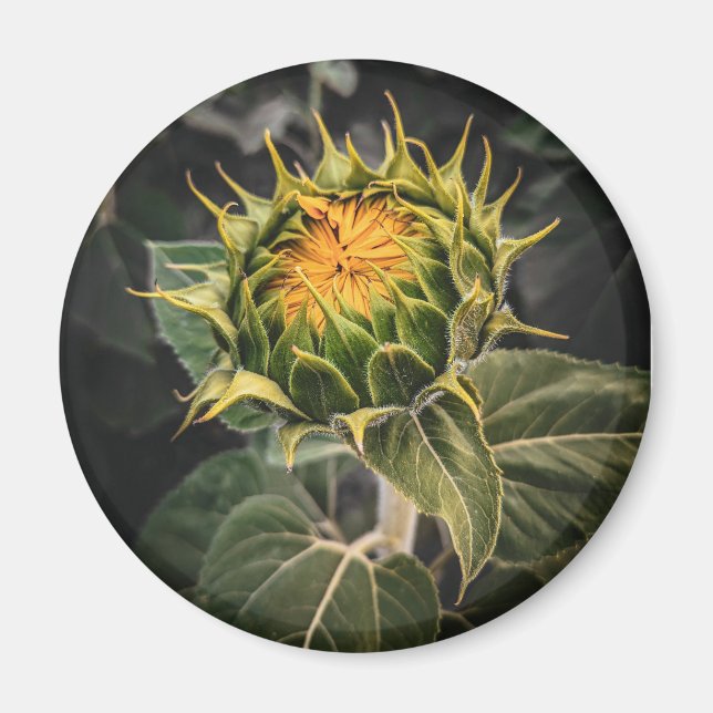 Imã Magneta redonda (Frente)