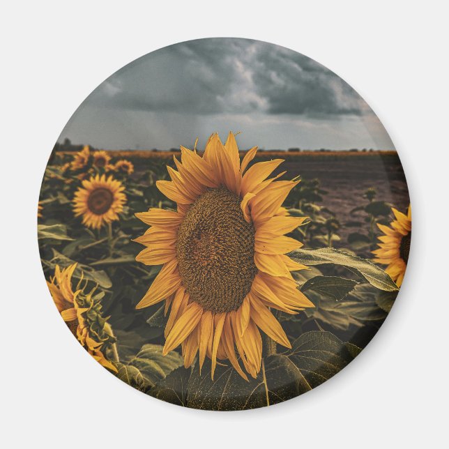 Imã Magneta redonda (Frente)