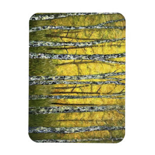 Ímã Magneta Refrigeradora - Floresta Acadia de Árvores