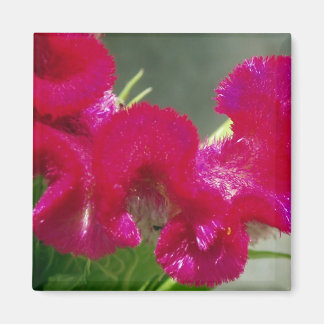 Imã Magneta rosa