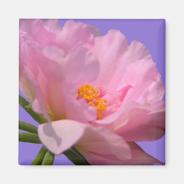 Imã Magneta Rosa (Frente)