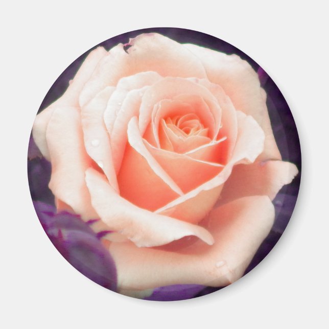 Imã Magneta Rosa de pêssego pálida (Frente)