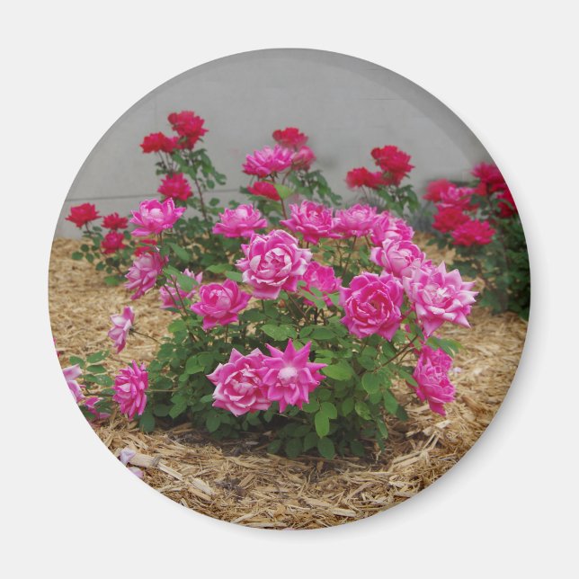 Imã Magneta rosa de rosas (Frente)