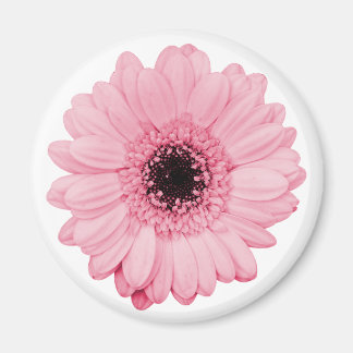 Imã Magneta rosa giro com flor linda de gerbera