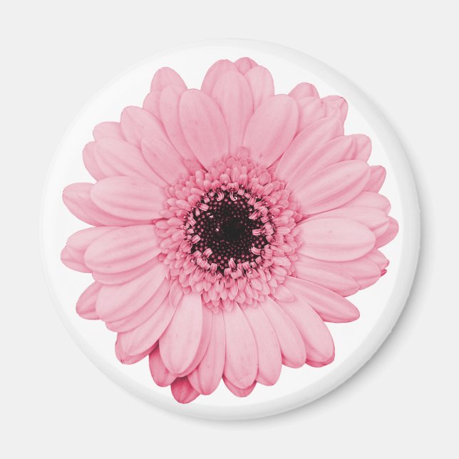 Imã Magneta rosa giro com flor linda de gerbera (Frente)