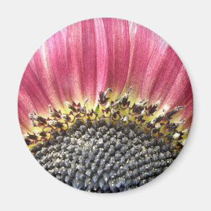 Imã Magneta Rosa Rosa