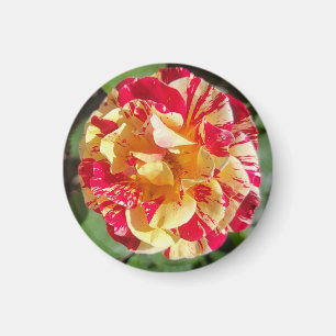 Imã Magneta Rosa Variegada Vermelha e Amarela