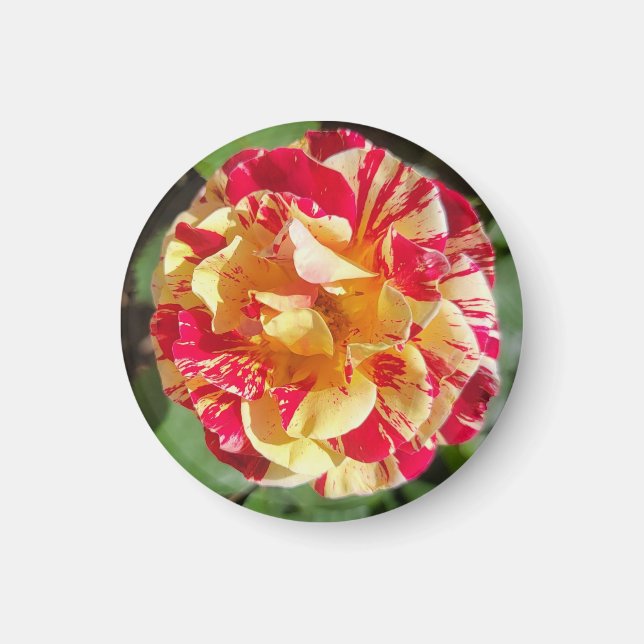 Imã Magneta Rosa Variegada Vermelha e Amarela (Frente)