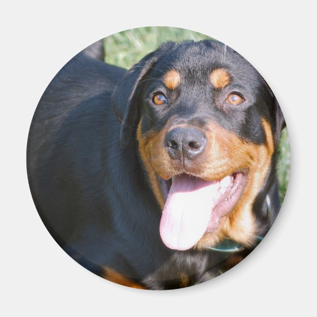 Imã Magneta Rottweiler Amigável (Frente)