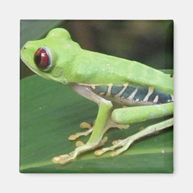 Imã Magneta Sapo de Árvore Verde Vermelha Vermelha (Frente)