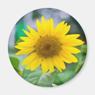 Imã Magneta sem título