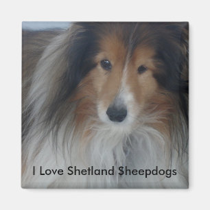 Imã Magneta Shetland Sheepdog