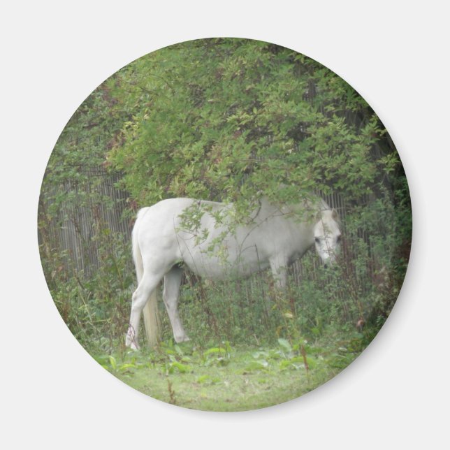 Imã Magneta Shy White Horse (Frente)