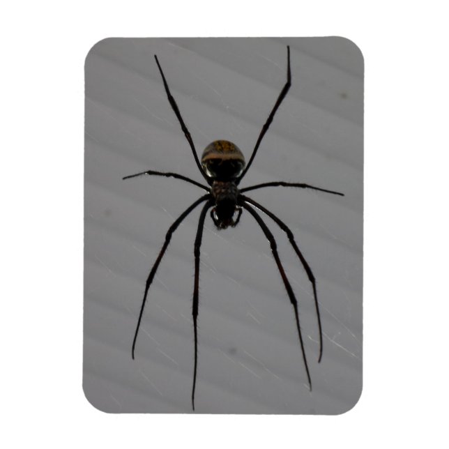 Ímã Magneta Spider 3"x4" (Vertical)