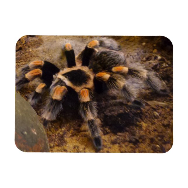 Ímã Magneta Tarantula 3"x4" (Horizontal)