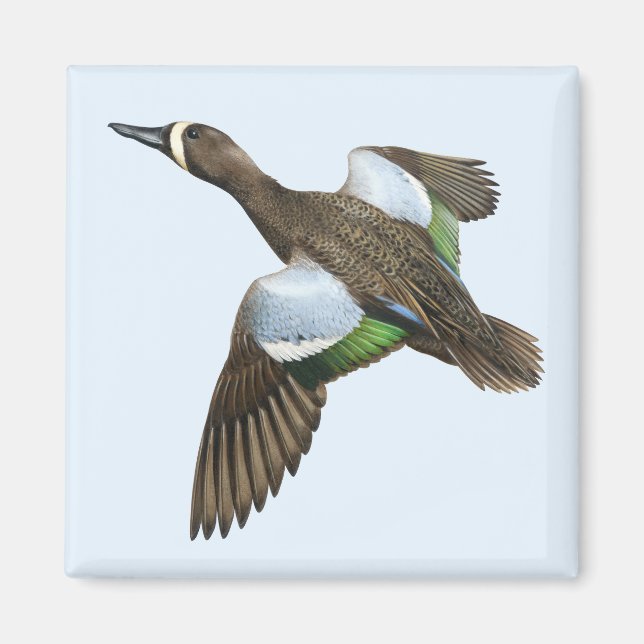 Imã Magneta Teal de asa azul (Frente)