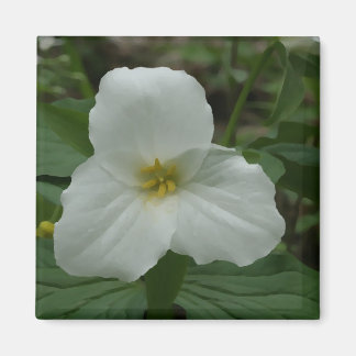 Imã Magneta Trillium Branca