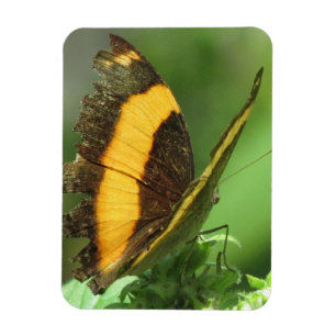 Ímã Magneta Tropical Amarela e Preta