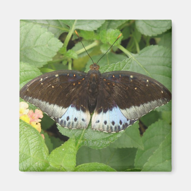 Imã Magneta Tropical bonito (Frente)