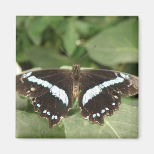 Imã Magneta Tropical Negra e Branca