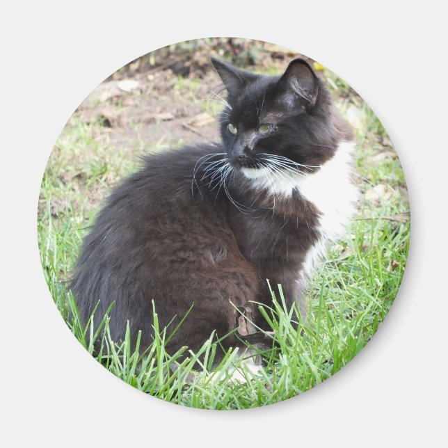 Imã Magneta Tuxedo Kitten (Frente)