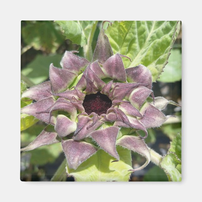 Imã Magneta Única de Girassol Roxo (Frente)