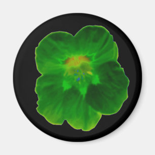 Imã Magneta verde de Nasturtium