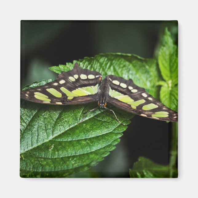 Imã Magneta Verde Vibrante (Frente)