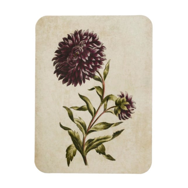 Ímã Magneta Vintage Botânica Floral Dupla Aster (Vertical)