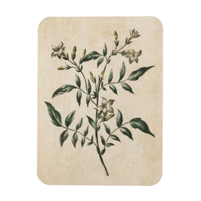 Ímã Magneta Vintage Floral Floral Jasmine (Vertical)