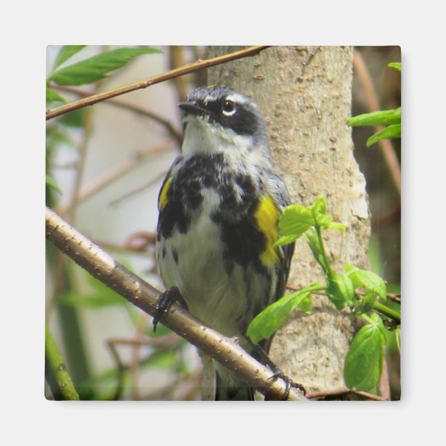 Imã Magneta Warbler Amarelo (Frente)