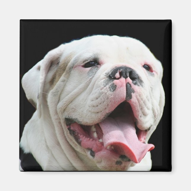 Imã Magneta White Buldogue (Frente)