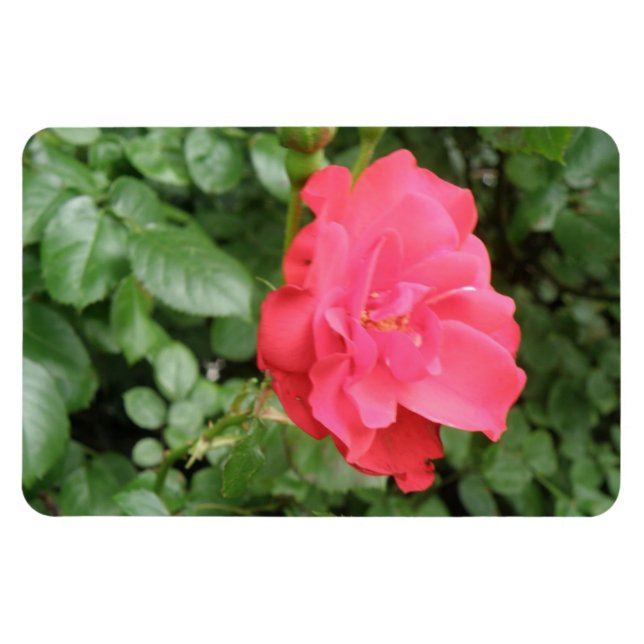 Ímã Magneta Wild Rosa Premium (Horizontal)