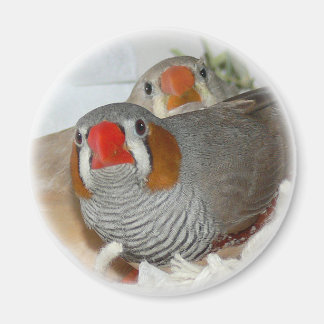 Imã Magneta Zebra Finch Pair