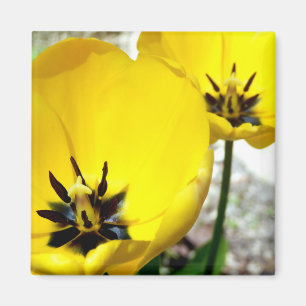 Imã Magnete Amarelo
